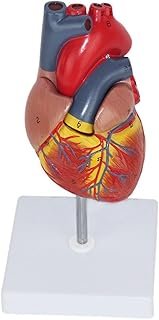 1-1 The Anatomical Model Human Heart Has 34 Markers Ultrasound Ultrasound Medical Vascular Structure Teaching Model