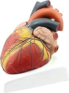 Edition Enlarged Human Heart Model B Ultrasound Color Ultrasound Medical Cardiology Cardiac Anatomy Medical Teaching Aids