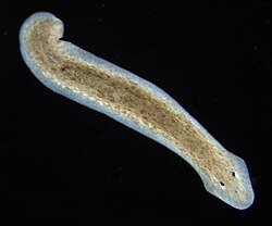 How Does Ultrasound Predegeneration Impact Nerve Grafting Success?