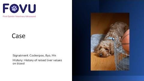 Gallbladder Mucocele in Dogs: Diagnosis and Management Insights