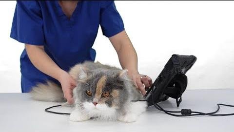 Global Veterinary Ultrasound Market Growth Fueled by Technological Advancements