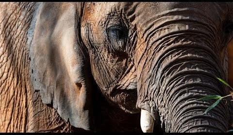 Study Reveals Elephant Trunk Skin’s Flexibility and Strength