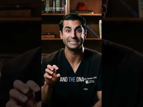 L-Carnitine Enhances Testicular Health in Heat-Stressed Rams